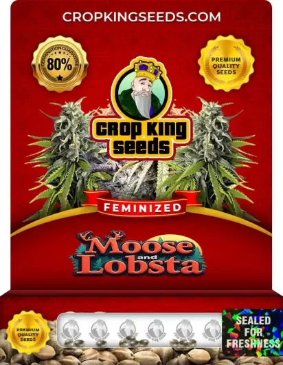 moose-and-lobsta-image