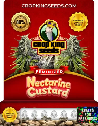 nectarine-custard-image