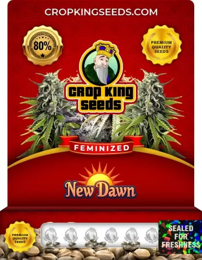 new-dawn-image