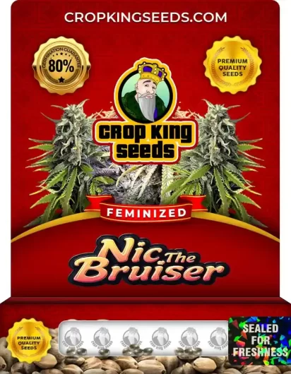 nic-the-bruiser-image