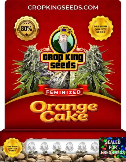 orange-cake-image