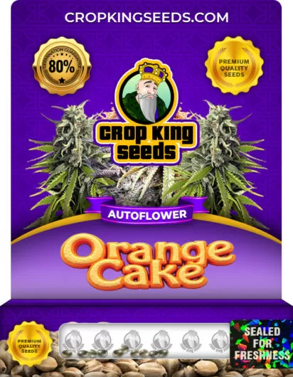 orange-cake-autoflower-image