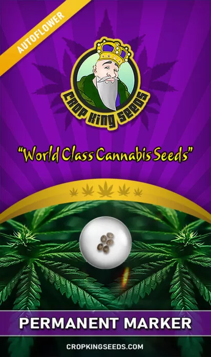 permanent-marker-autoflowering-image