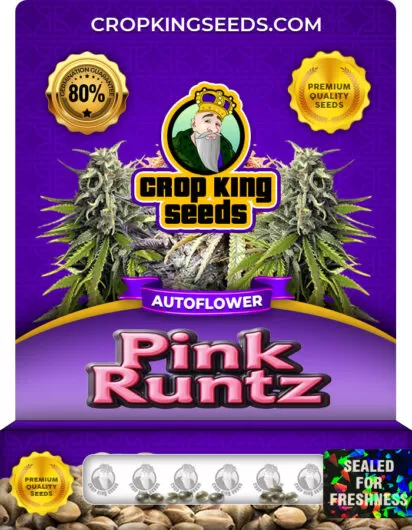 pink-runtz-autoflower-image