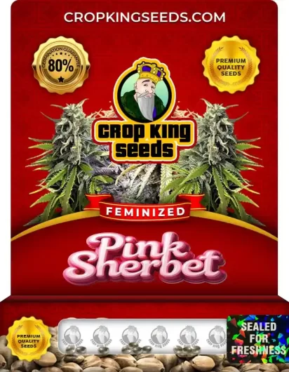 Pink Sherbet
