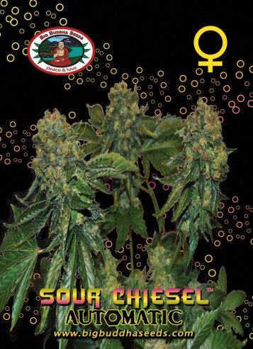 sour-chiesel-automatic-image