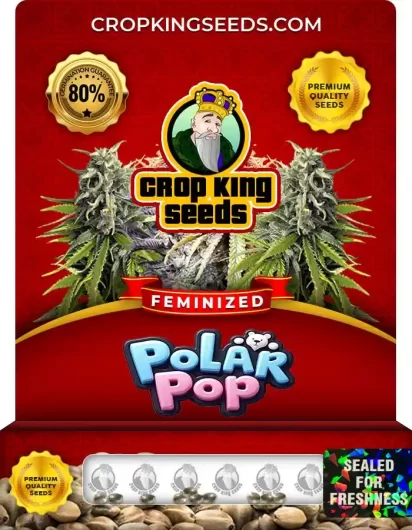 Polar Pop