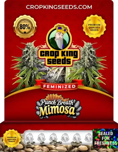 punch-breath-mimosa-image