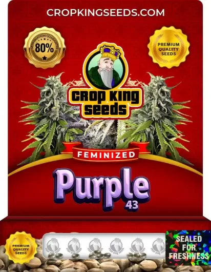 purple-43-image