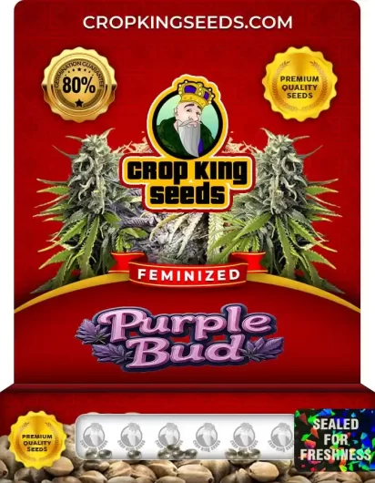 purple-bud-image