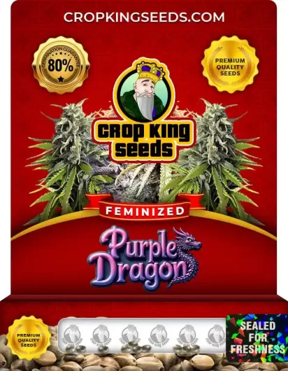 purple-dragon-image