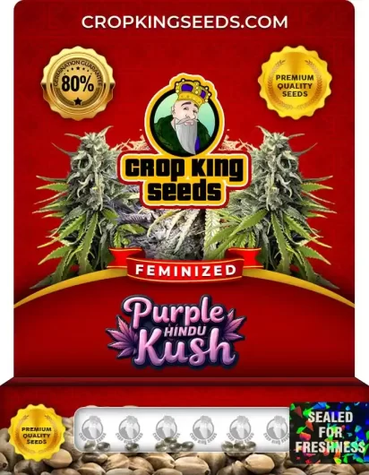 purple-hindu-kush-image