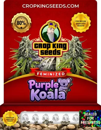 purple-koala-image