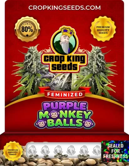 purple-monkey-balls-image