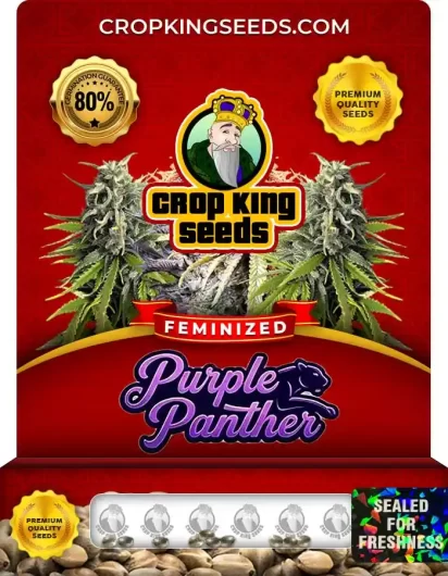 purple-panther-image