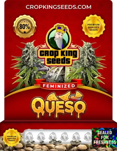 queso-image
