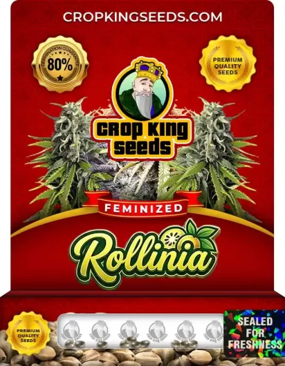 rollinia-image