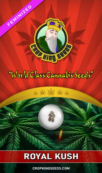 royal-kush-image