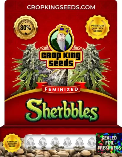 sherbbles-image