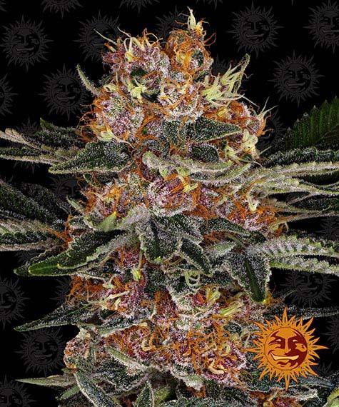 purple-punch-auto-image