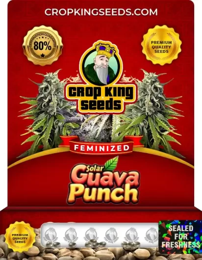 Solar Guava Punch