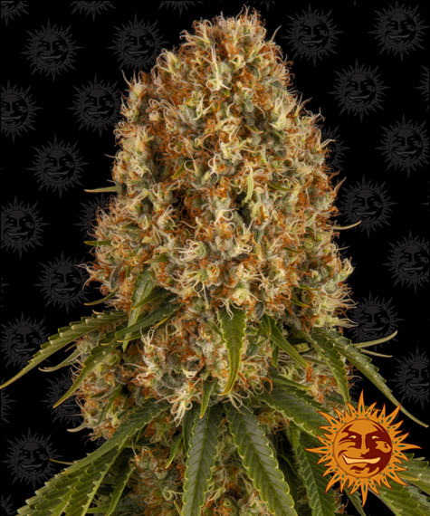 orange-sherbert-image