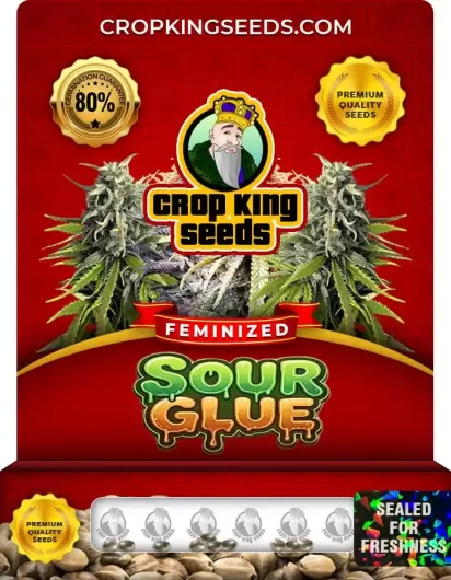 sour-glue-image