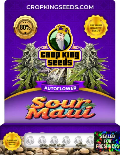 sour-maui-autoflower-image