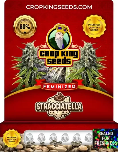 stracciatella-image