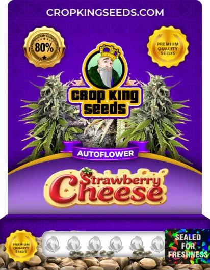 Strawberry Cheese Autoflower