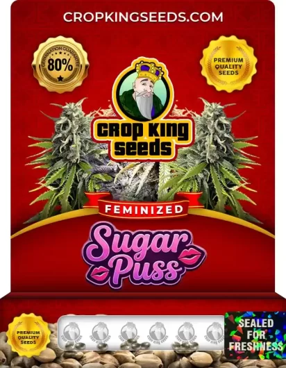 sugar-puss-image