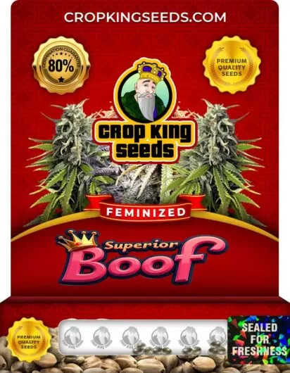 superior-boof-image