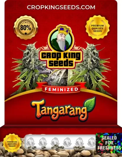 tangarang-image