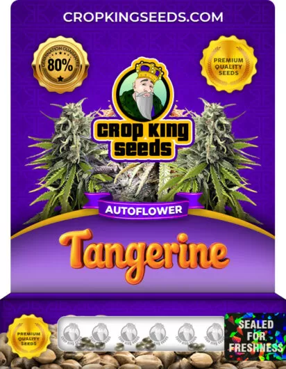 tangerine-autoflower-image