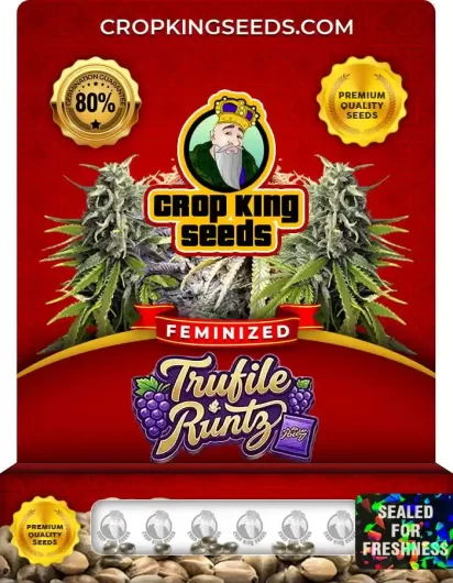 trufile-runtz-image