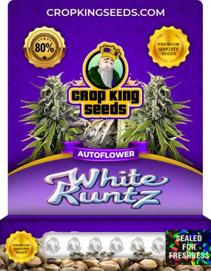 White Runtz Autoflower