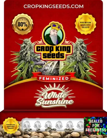 white-sunshine-image