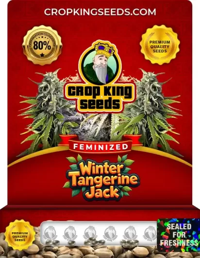 winter-tangerine-jack-image