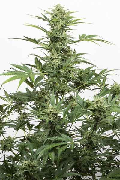 Industrial Plant Autoflowering CBD