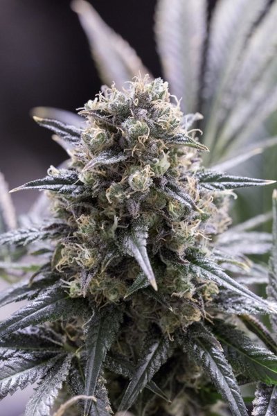 Quick Dinamed CBD