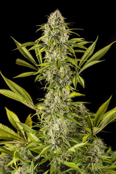 Royale Haze