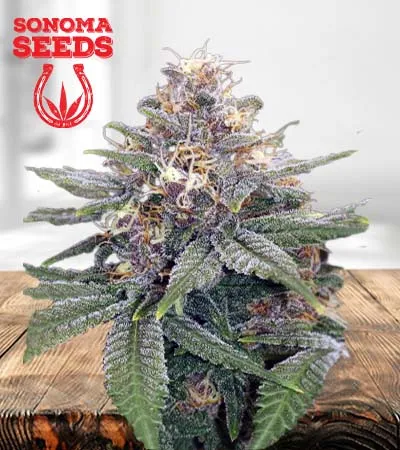 3-kings-autoflowering-image