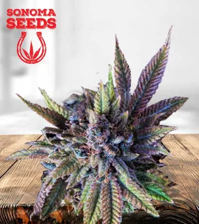 Acapulco Gold Autoflowering