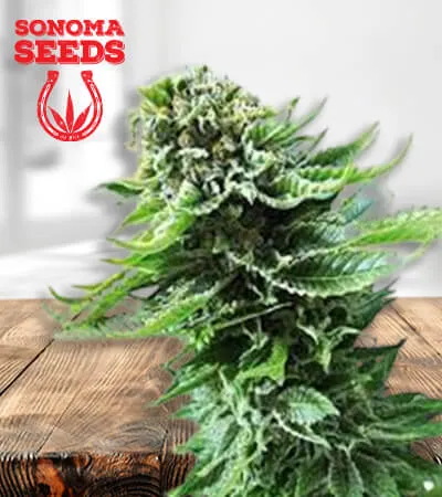 ACDC CBD