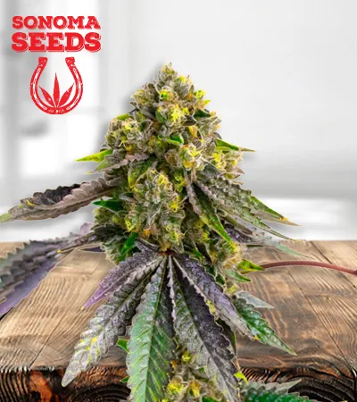 Afghan Autoflowering