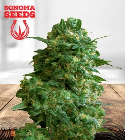 Afghan Chocolope Fast Version