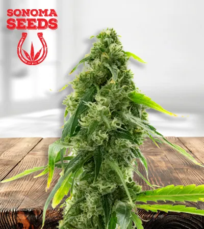 ak-47-autoflowering-image