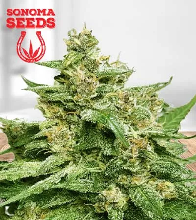 Alien Candy Autoflowering