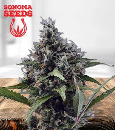 aloha-autoflowering-image