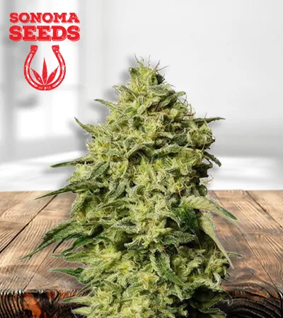 Amnesia Autoflowering
